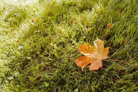Fallen Maple Leaf Stock Photos