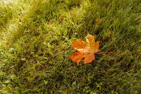 Fallen Maple Leaf Stock Photos