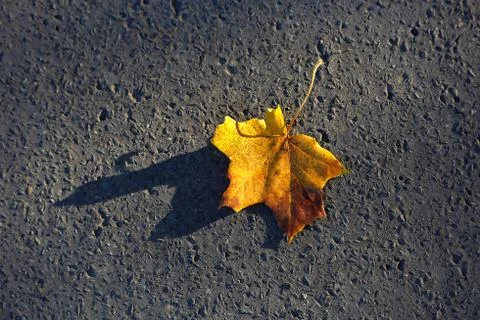 Fallen maple leaf Stock Photos