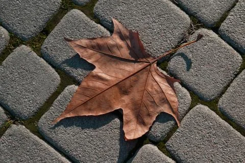 Fallen Maple Leaf Stock Photos