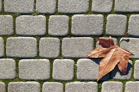 Fallen Maple Leaf Stock Photos