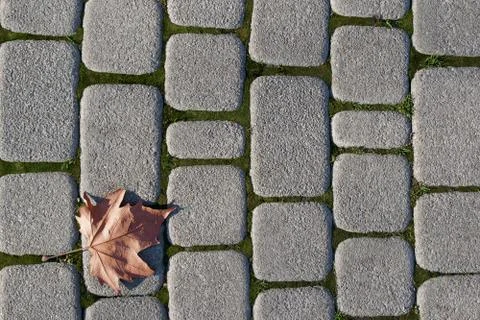 Fallen Maple Leaf Stock-Fotos