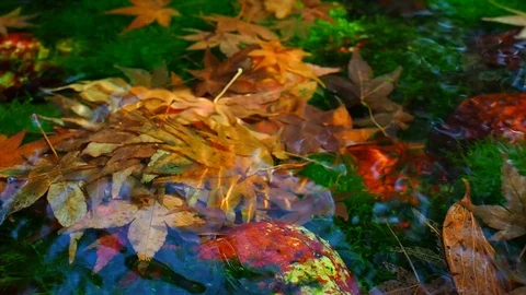 Fallen maple leaf pile on moss rock under water stream flow Stock Footage 100322349