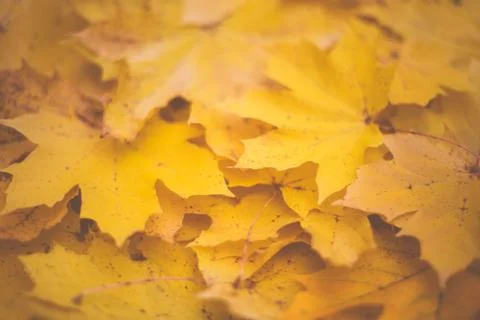 Fallen maple leaf pile Foto stock