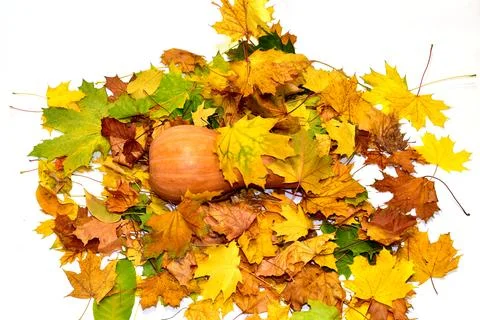 Fallen maple leaves and pumpkin. Stock Photos