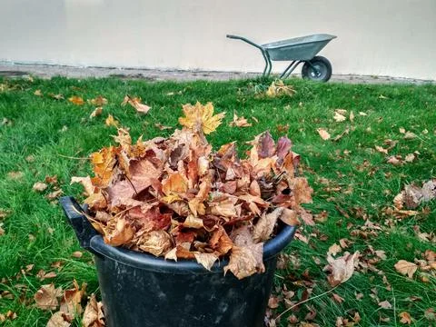 Fallen maple leaves are collected in a black plastic basket and a wheelbarrow Stock Photos