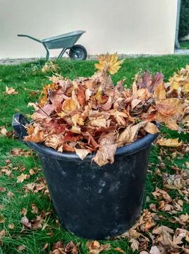 Fallen maple leaves are collected in a black plastic basket and a wheelbarrow Stock Photos