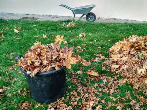 Fallen maple leaves are collected in a black plastic basket and a wheelbarrow Stock Photos