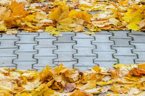 The fallen maple leaves are creatively folded on a concrete pavement Stock Photos
