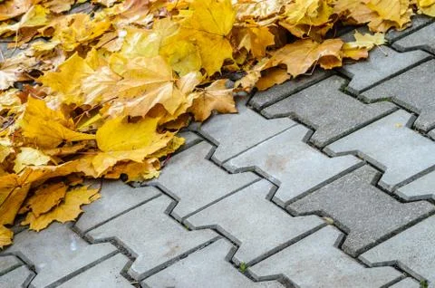 The fallen maple leaves are creatively folded on a concrete pavement Stock Photos