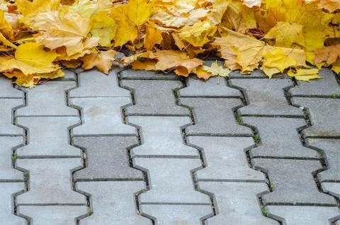 The fallen maple leaves are creatively folded on a concrete pavement Stock Photos