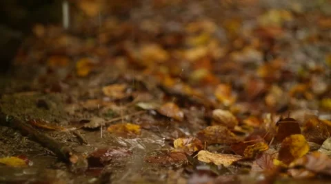 Fallen Maple Leaves, Autumn. Vídeos de archivo 57798825