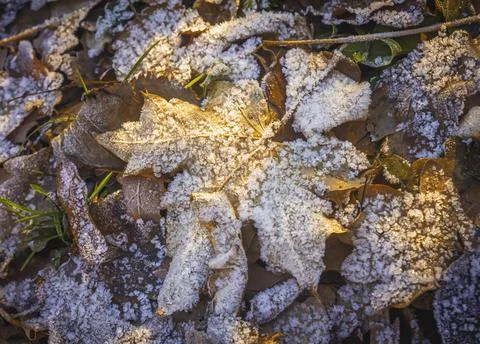 Fallen maple leaves covered with the first frost Stock Photos