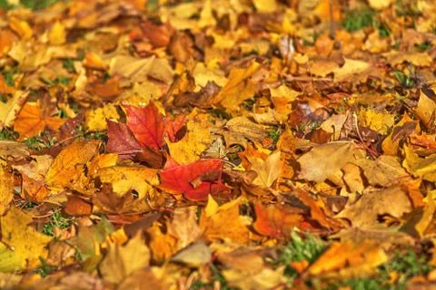 Fallen maple leaves of different colors on the grass, close-up Stock Photos