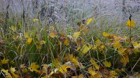 Fallen maple leaves in the grass Stock Footage 117295280