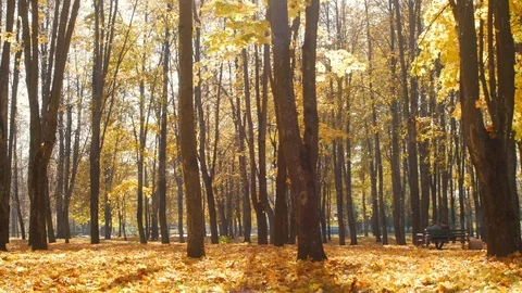Fallen maple leaves lie in the city park in autumn. Leaf fall in forest in sunny Stock Footage 112986928