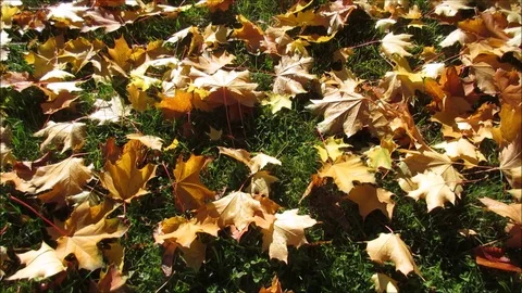 Fallen maple leaves lying on grass Stock Footage 93781546