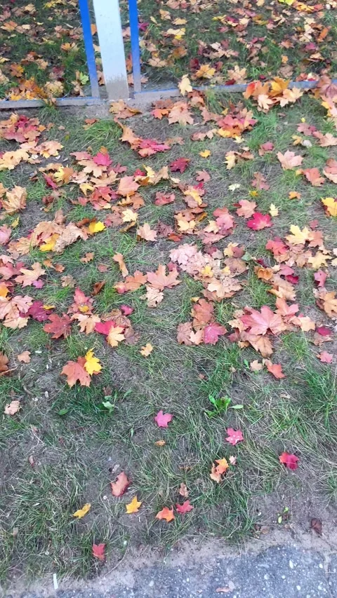 Fallen maple leaves lying on the ground. Vertical video Stock Footage 287944699