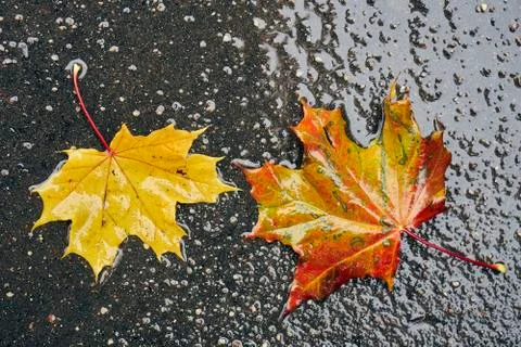Fallen maple leaves lying on wet asphalt 写真素材