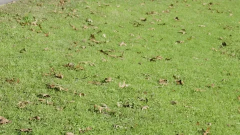 Fallen Maple Leaves Marking Autumn Stock Footage 257291633