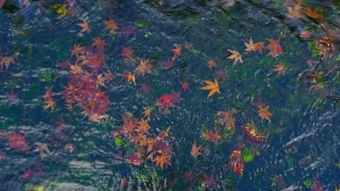 Fallen maple leaves on moss in water stream background Stock Footage 100322348