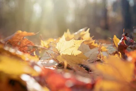 Fallen maple leaves on the path in the park in autumn sunny day Stock Photos