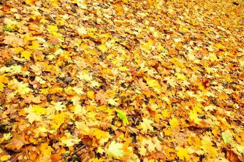 Fallen maple leaves Stock Photos