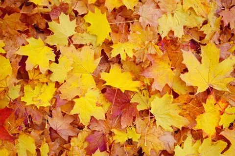 Fallen maple leaves Stock Photos