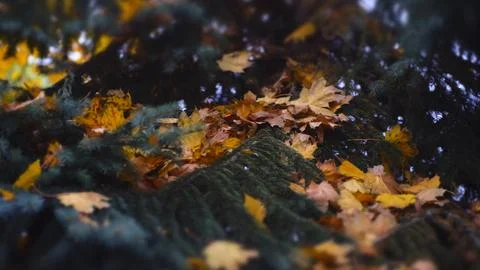 Fallen Maple Leaves Scattered On Spruce Branches Stock Photos