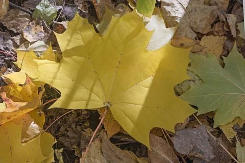 Fallen maple leaves showing different stages of autumn decay and fading on .. Stock Photos