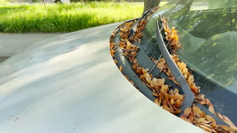 Fallen maple seeds clutter car windshield on a sunny day in the park Video stock 336935645