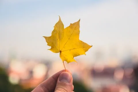 Fallen maple tree leaf held up with the city of bratislava blurred in the b.. 库存照片