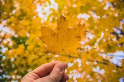 Fallen maple tree leaf held up with blurred background 库存照片