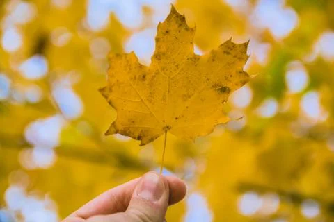 Fallen maple tree leaf held up with blurred background Stock Photos
