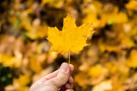 Fallen maple tree leaf held up with blurred background Stock Photos