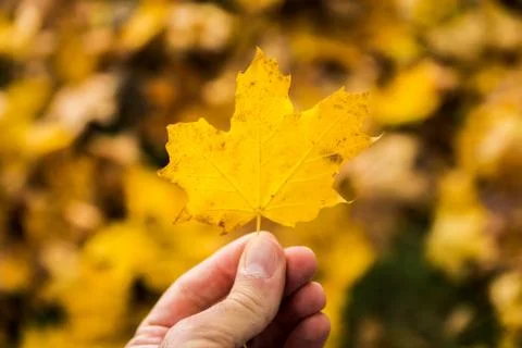 Fallen maple tree leaf held up with blurred background Stock Photos