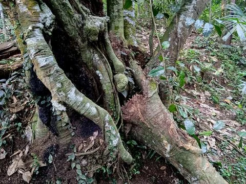 Fallen Melinjo Tree with Exposed Roots and Decayed Trunk in Tropical Forest Stock Photos