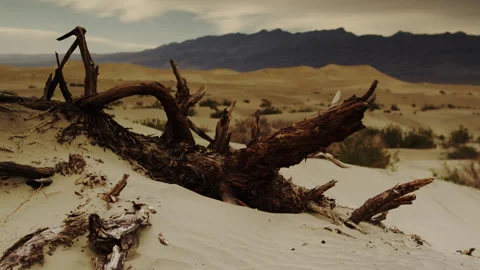 Fallen mesquite tree in the desert sands and dunes of Death Valley. Stock Footage 231830975
