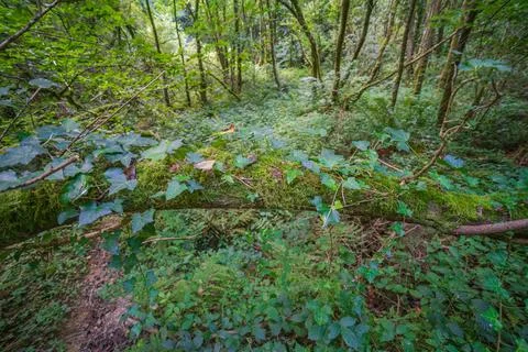 Fallen moss covered tree branch with ivy in a lush green woodland Cornwall Stock Photos