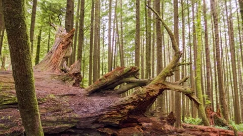 Fallen moss-covered tree in Pacific Northwest forest, showcasing old-growth fore Stock Footage 309287987