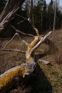 Fallen moss-covered tree trunk stretching through dry woodland clearing with Stock Photos