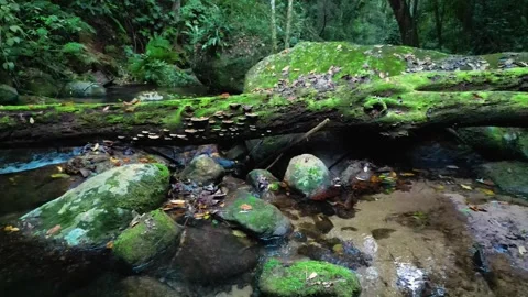 Fallen Mossy Log Over Atlantic Forest Stream with Bracket Fungi – Ilhabela Vídeos de archivo 334617497