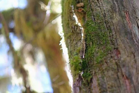 Fallen mossy logs in a forest interior Stock Photos