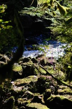 Fallen mossy logs in a forest interior 6 Stock Photos