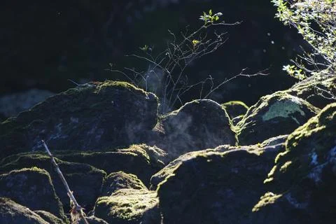 Fallen mossy logs in a forest interior 18 Stock Photos