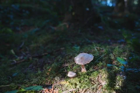 Fallen mossy logs in a forest interior 24 Stock Photos