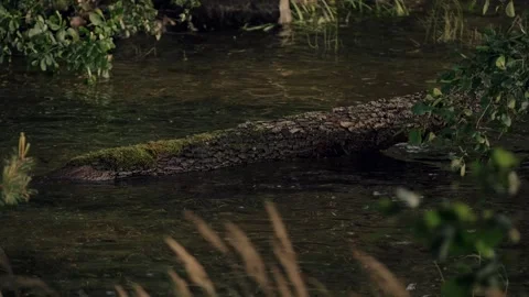 Fallen Mossy Tree Forms Wildlife Bridge Across Tranquil River in Finnish Stock Footage 346897361