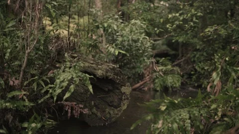 Fallen mossy tree in mountain forest creek - crane up Stock Footage 145886473