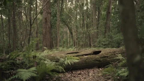 Fallen Mossy Tree in Mountain Forest - Crane Up Stock Footage 145886503