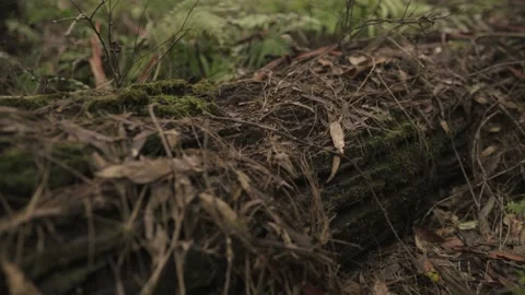 Fallen Mossy Tree in Mountain Forest - Pan Left Stock Footage 145886948